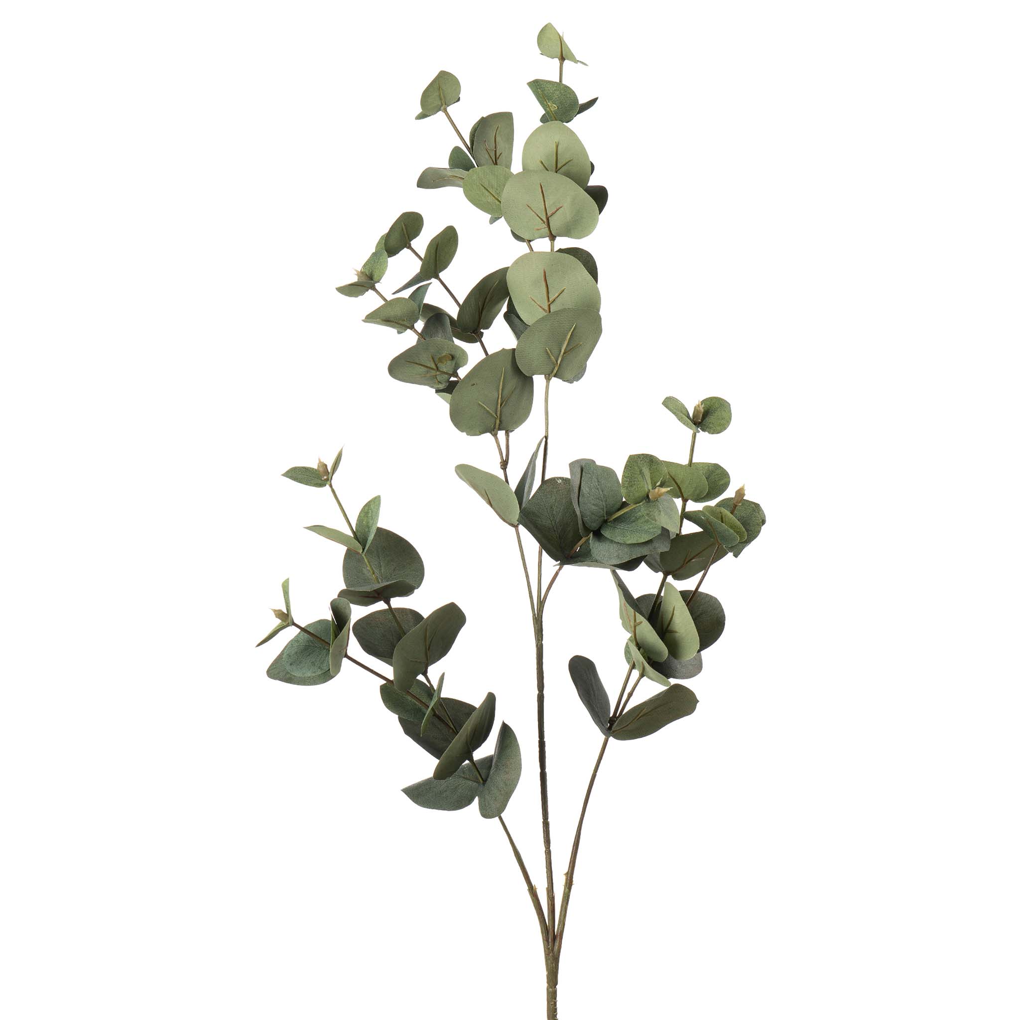 Gren Eucalyptus