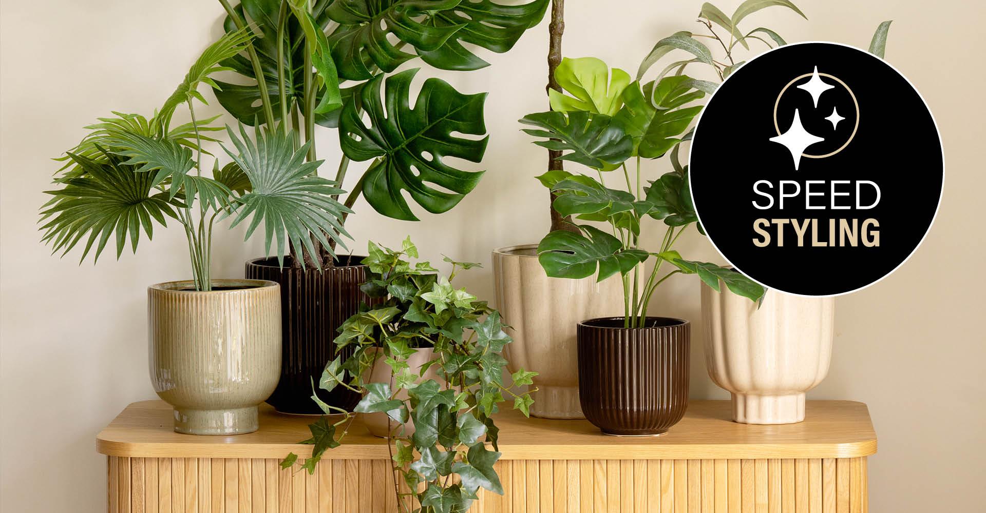 Grønne potteplanter i potter