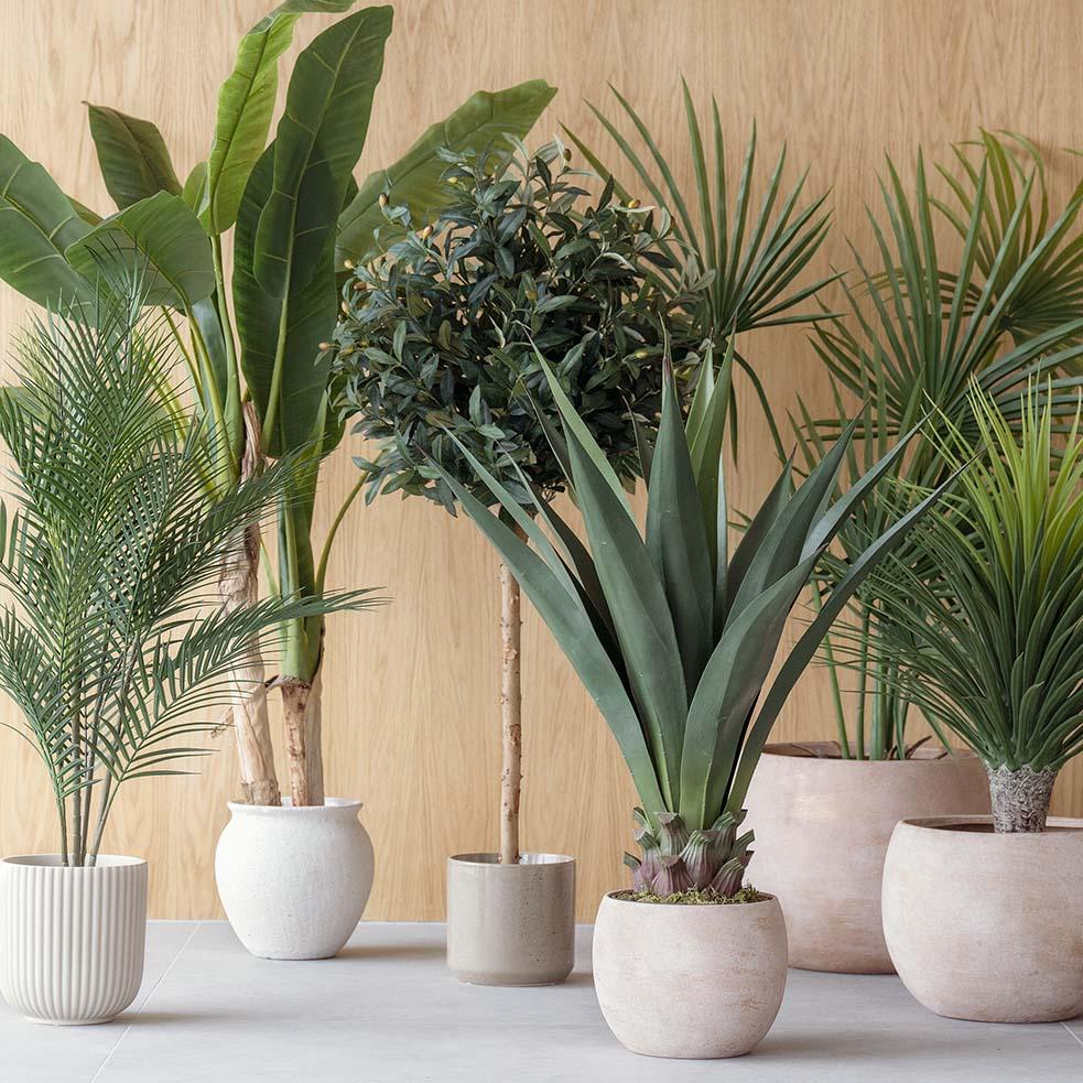 høye vaser med grønne planter