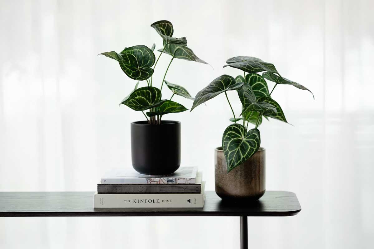 høye vaser med grønne planter