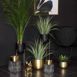 Gress i potte med andre planter