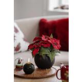 Potte Julie på lysfat med julestjerne blomst