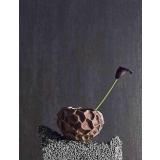 Soil Krukke med en plante