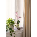 Potte avetia med plante gullranke og orkide i vinduskarm