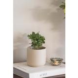 Potte Avetia med plante 