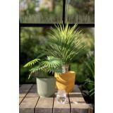 Utepotte sofia i oker og grønn i drivhus