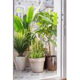 Grønn oase av planter i utepotter