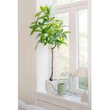 Vannkanne Mille i vinduskarm med stor plante