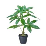 Plante Pachira 52cm