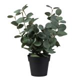 plante eucalyptus i potte 