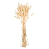 Plante Lagurus Creme/ivory