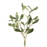 Gren Mistel med hvite bær