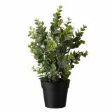 Eucalyptus i potte