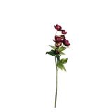 julerose