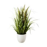 Plante gress 70 cm