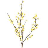 Gul vårblomst forsythia