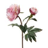 Stilkblomst Peon rosa