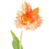 Tulipan stilkblomst