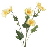 Stilkblomst Ranunkel