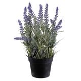 Lavendel plante