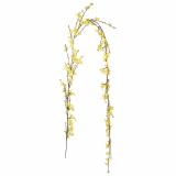 Girlander Forstythia 160cm