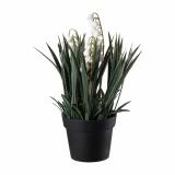 Plante Liljekonvall 23cm