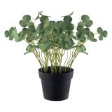 Plante Kløver 22cm