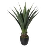 Plante Sisal 90cm