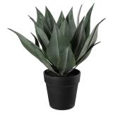 Plante Agave 38cm