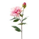 Stilkblomst Peon 70 cm