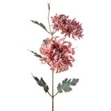 Stilkblomst Krysantemum 80cm rosa