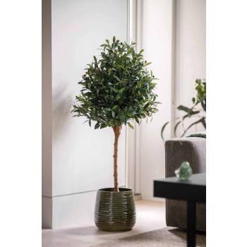 Potte Fie i en stor størrelse med et oliventre