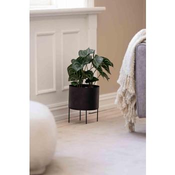 Alocasia plante i potte på gulvet 