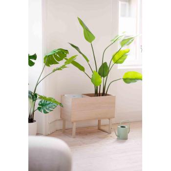 Banantre i potte i bladkasse