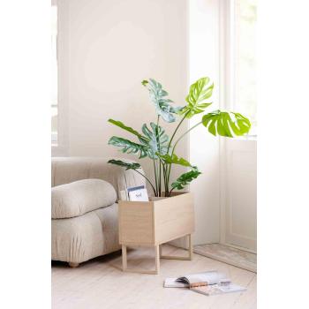 Stor monstera i bladkasse i stue