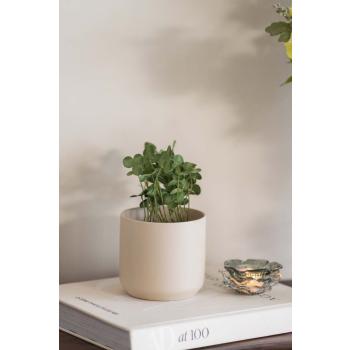 Potte Avetia med plante 