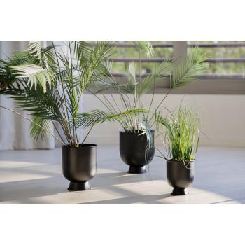 plante palme stor i sort potte
