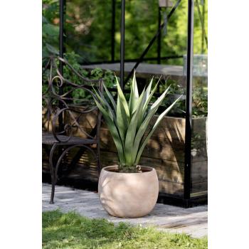 Plante Sisal i utepotte lydia