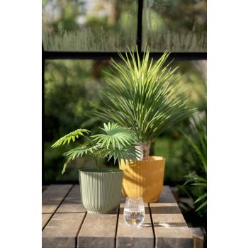 Utepotte sofia i oker og grønn i drivhus