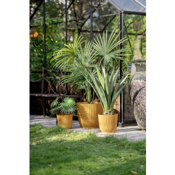 Planter i utepotte sofia i tre forskjellige størrelser