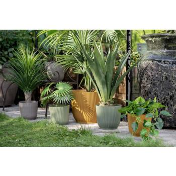 Utepotte Sofia i flere farger stående ute i hage