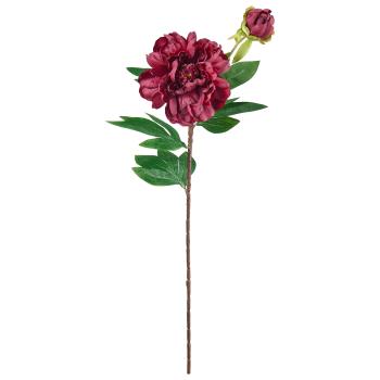 Stilkblomst Peon 70cm burgunder