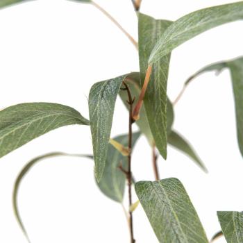 Grend med grønne blader nærbilde