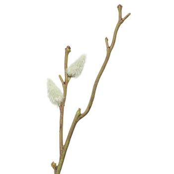 Gåsunger gren på stilk