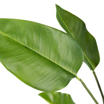 Banantre i potte nærbilde