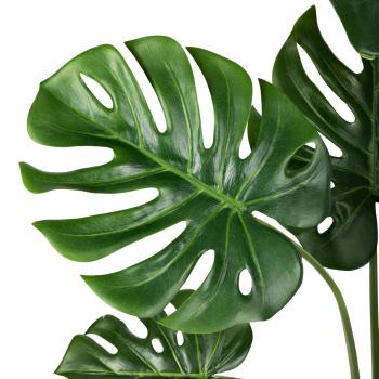 Monstera i potte nærbilde