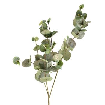 Gren Eucalyptus