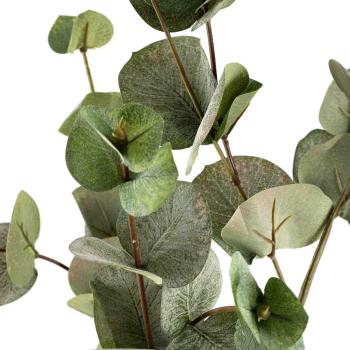 Gren Eucalyptus nærbilde