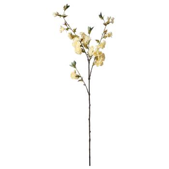 Hele grenen Kirsebærblomst