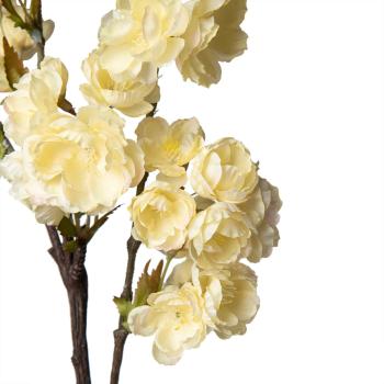 Nærbilde av Kirsebærblomst